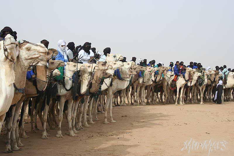 Mud Maps Africa Gaddafi camel party 3390